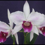 Laelia purpurata